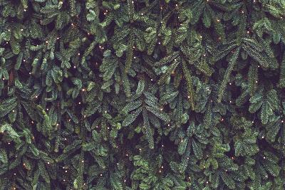 Christmas trees Christmas trees